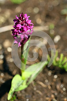 Flowering Dactylorhiza majalis