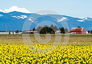 Blooming daffodil fields in Washington state, USA