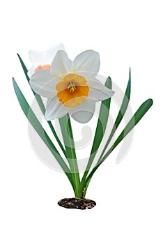 Blooming daffodil flower plant isolated on a white background