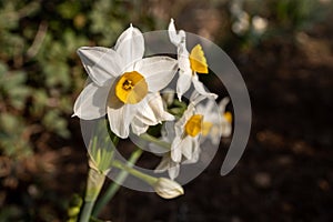 Blooming daffodils