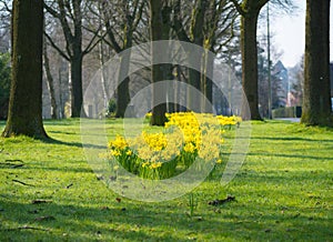 blooming yellow daffodils
