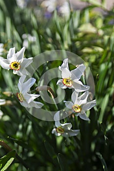 Blooming daffodils in a flower bed illuminated by the sun.