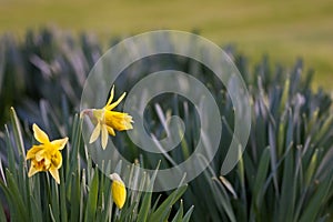 Blooming daffodils in a garden in spring