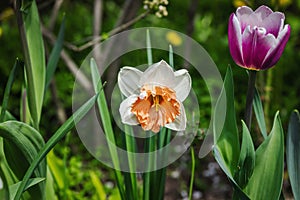 Blooming daffodils grow in the garden. Spring gardening, outdoor concept background, floral style