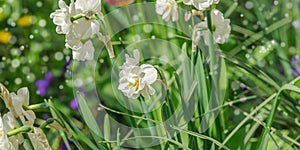Blooming daffodils grow in the garden. Spring gardening, outdoor concept background, floral style