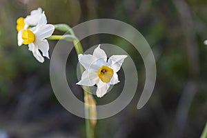 Blooming daffodils on Mount Carmel
