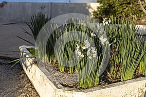 Blooming daffodils on Mount Carmel