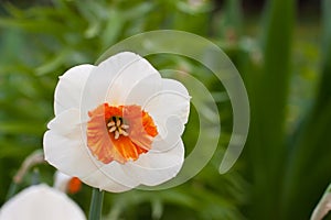 Blooming daffodils in spring on a flower bed