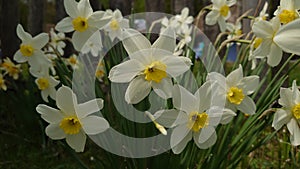 Blooming daffodils in the springtime sun light