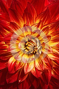 Blooming Dahlia