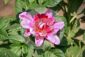 A Blooming Dahlia Flower in the Garden