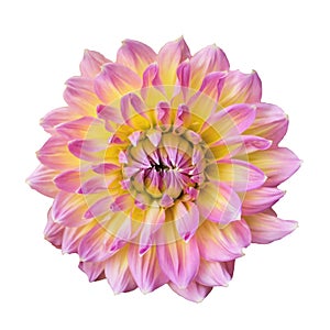 Blooming Dahlia flower isolated on white background