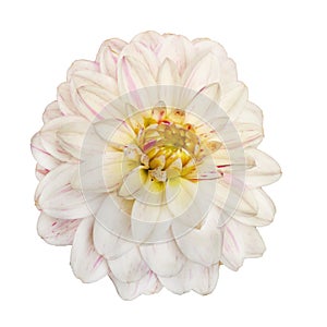 Blooming Dahlia flower isolated on white background. White petals with purple tips