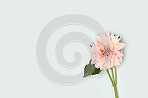 Blooming dahlia flower. Minimal concept.