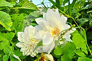 Blooming dahlia flower in a park or garden. Blooming flowers. Dahlia flower.