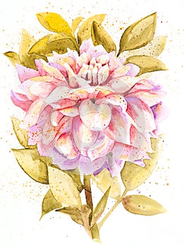 A blooming Dahlia flower watercolor