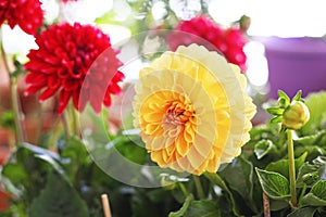 Blooming dahlia flowers - yellow and red colors