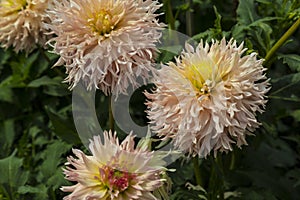 Blooming dahlia Hapet Champagne