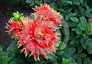 Blooming dahlia of the `Show N Tell` variety Dinner Plate type in the garden. Semi-cactus dahlia with showy  blooms in red and