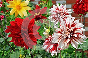 Blooming dahlias different varieties on a bed photo