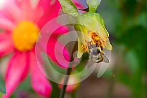 Blooming dahlias flowers with honey bee gathering nectar, close up view