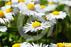 Blooming daisies