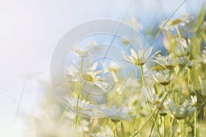 Blooming daisies against the blue sky, close-up. Beautiful natural background with place for text, copyspace