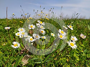 Blooming daisies in april