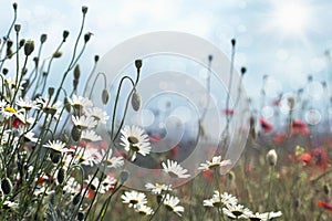 Blooming daisies and poppies