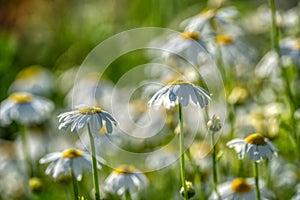 Blooming daisies on a sunny day chamomile on a background