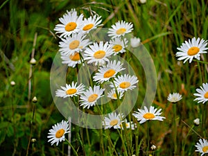 Blooming daisies surround Ãrestad train station in Copenhagen, Denmark photo