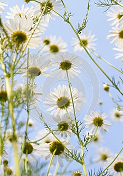 Blooming daisy against a blue sky. White yellow blooming meadow flower