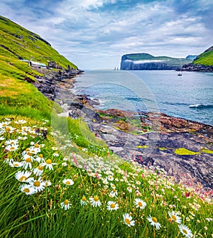 Blooming daisy flowers in Tjornuvik village. Picturesque morning scene of Streymoy island with Eidiskollur cliffs on background. I