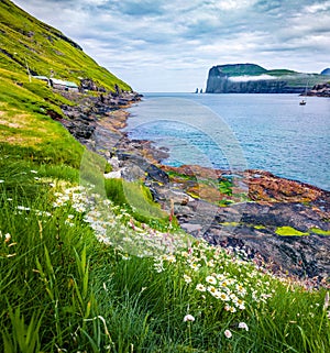 Blooming daisy flowers in Tjornuvik village. Spectacular morning scene of Streymoy island with Eidiskollur cliffs on background. W