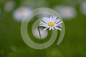 Blooming daisy in the green lawn, weed or beautiful flower, close up shot with copy space, very narrow depth of field