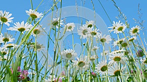Blooming daisy and pink clover wild flowers with clear brilliant blue sky cloudless background. Nature and ecology