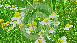 Blooming daisyes between steams