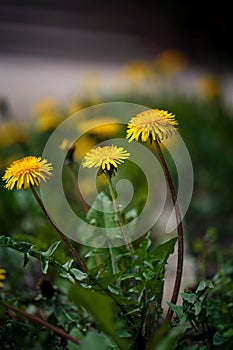 Blooming Dandelion