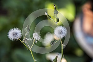 Blooming dandelion with the arrival of spring photo