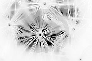 Blooming dandelion black and white