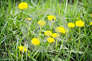 Blooming dandelion in bright green grass spring background.