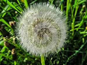 Blooming dandelion close-up. Grass background