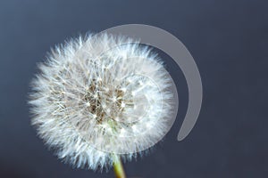 Blooming dandelion flower against a dark background