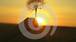 Blooming dandelion flower in man hand at sunrise. Close-up. Dandelion in the field on the background of a beautiful