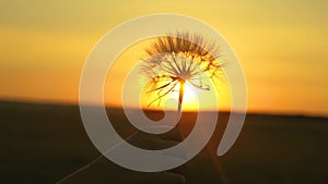 Blooming dandelion flower in man hand at sunrise. Close-up. Dandelion in the field on the background of a beautiful