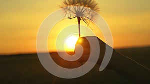 Blooming dandelion flower in man hand at sunrise. Close-up. Dandelion in the field on the background of a beautiful