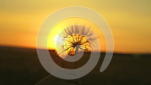 Blooming dandelion flower in man hand at sunrise. Close-up. Dandelion in the field on the background of a beautiful