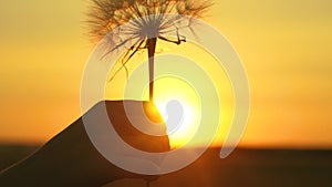 Blooming dandelion flower in man hand at sunrise. Close-up. Dandelion in the field on the background of a beautiful