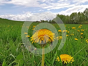 Blooming dandelion flower on a meadow