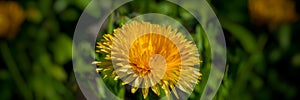 Blooming dandelion flower in the meadow. Banner for design